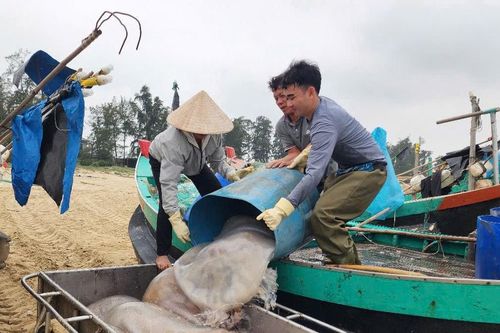 Ngư dân Hà Tĩnh trúng đậm mùa sứa biển, thu tiền triệu mỗi chuyến ra khơi