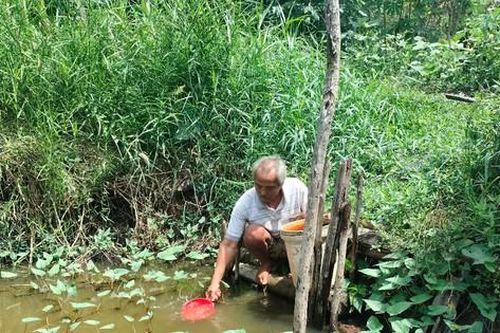 Nhiều hộ dân ở U Minh phải dùng nước ao sinh hoạt