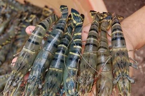Mỹ công bố thuế 46%, Cà Mau khuyến cáo người nuôi tôm không hốt hoảng