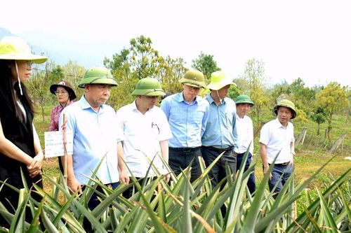 Tri Lễ (Quế Phong) sẽ trồng 500ha dứa nguyên liệu