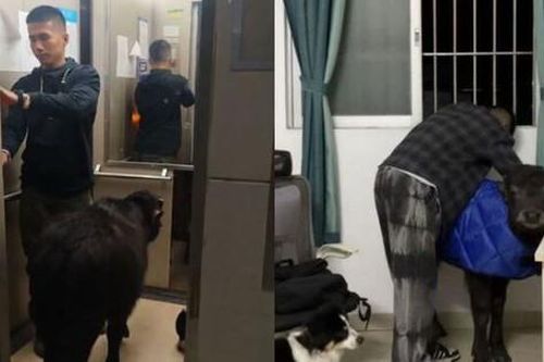 Tranh cãi chuyện nam thanh niên nuôi trâu trong phòng trọ