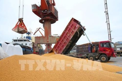 Mất thị trường Trung Quốc, nông sản Mỹ sẽ đi về đâu?