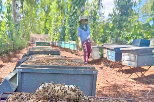 Những ngày đi xách cầu ong