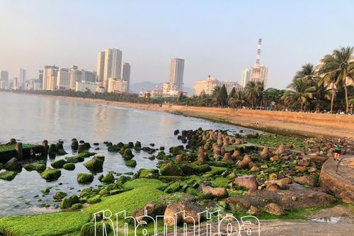 Ngắm bãi đá rêu xanh tuyệt đẹp ở TP. Nha Trang
