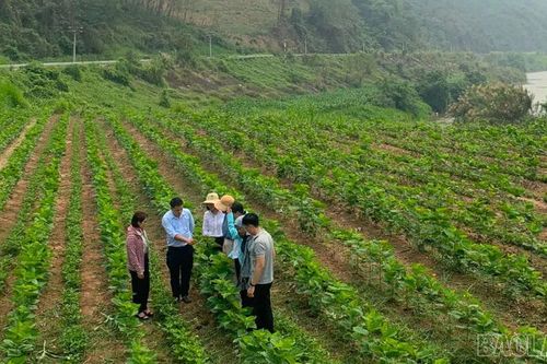 Khảo sát dự án trồng dâu nuôi tằm trên địa bàn huyện Bảo Yên