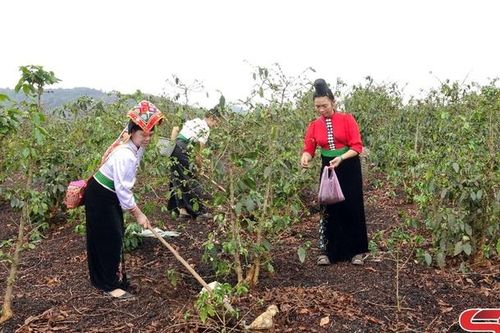 Mưa đầu mùa giải hạn cho cây trồng