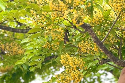 Quảng Nam: Mùa hoa sưa khoe sắc vàng rực rỡ