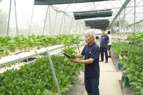Đưa nông nghiệp Thủ đô 'cất cánh'