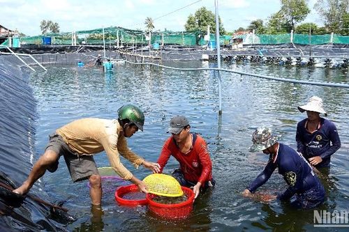 Cà Mau phản xạ trước 'đòn thuế' mới từ Hoa Kỳ