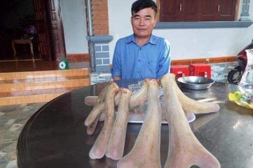 Hươu sao Hương Sơn mùa thu hoạch lộc nhung