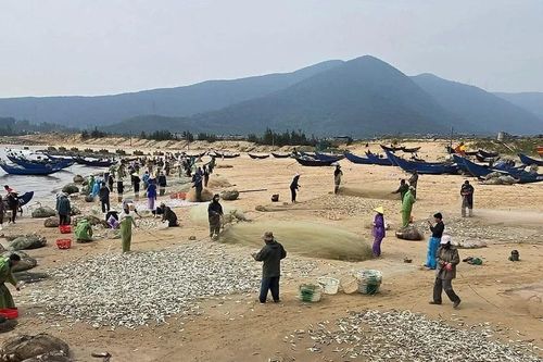 Ngư dân liên tiếp trúng đậm cá trích biển