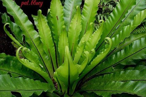 Kỳ thú loài cây giống hệt tổ chim, trồng làm cảnh cực đẹp
