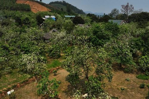 Nồng nàn hương bưởi Đại Minh