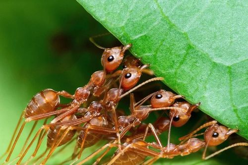 'Có bao nhiêu con kiến trên Trái đất?': Câu hỏi đã được trả lời!