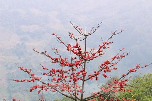 Rực rỡ sắc đỏ hoa gạo trên cao nguyên đá Đồng Văn