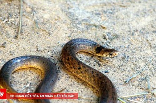 Kịp thời cứu sống người bị rắn hổ đất cắn