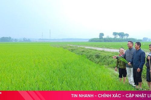 Lúa thì con gái chờ ngày đơm bông