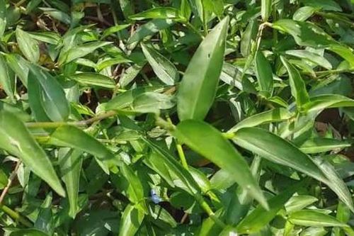 Rau mọc dại xưa cho lợn ăn nay 'lên đời' thành đặc sản dân phố thích mê