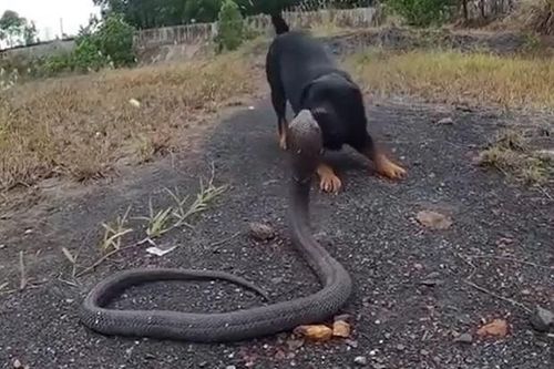 CLIP: Đụng độ chó Rottweiler, rắn hổ mang chúa nhận cái kết thê thảm