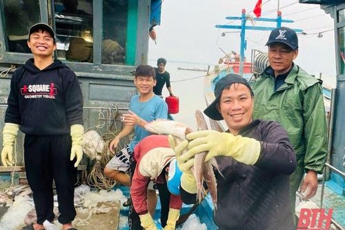 Ngư dân Thanh Hóa trúng vụ cá Bắc