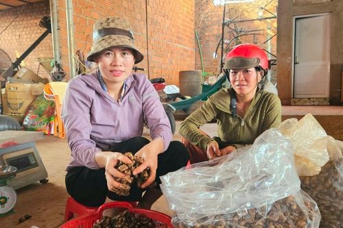 Người dân xã Ia Tiêm đi nhặt xác ve sầu bán kiếm thêm thu nhập