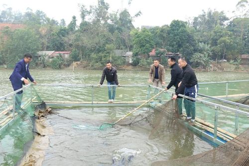 Chăn nuôi cá lồng: Tận dụng tiềm năng, phát huy hiệu quả