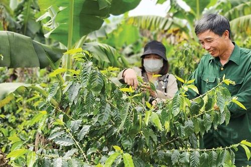 Bám trụ cùng cây cà phê