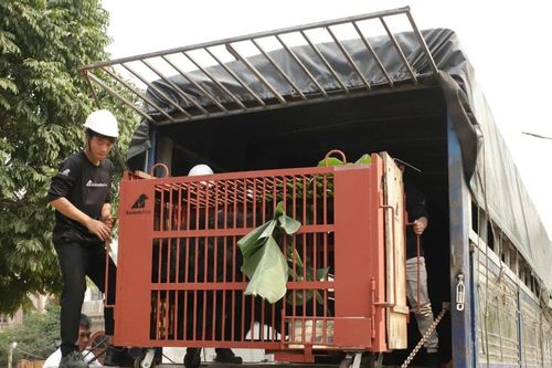 Cứu hộ thành công 3 cá thể gấu ngựa về Vườn quốc gia Bạch Mã