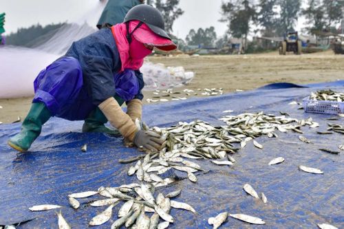 Ngư dân Thanh Hóa trúng mùa cá trích, thu nhập tăng cao