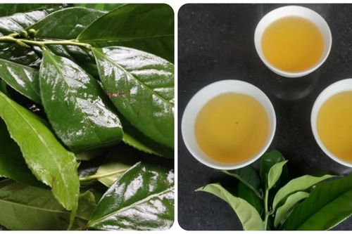 Uống nước chè tươi hàng ngày có tác dụng gì?