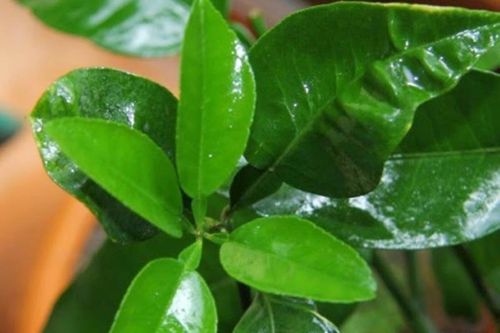 Lá bưởi có tác dụng gì?
