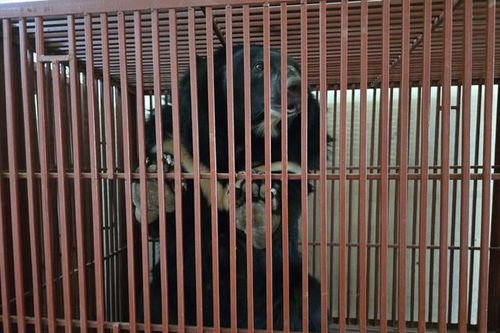 3 cá thể gấu ngựa được đưa về nuôi ở Vườn quốc gia Bạch Mã