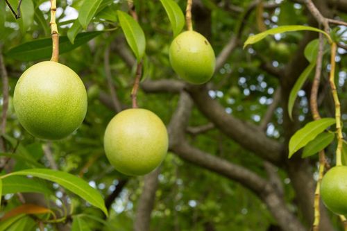 Loài cây tự sát, chứa chất kịch độc, lấy mạng người trong phút chốc
