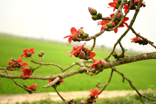 Hoa gạo - thắp lửa trời tháng ba