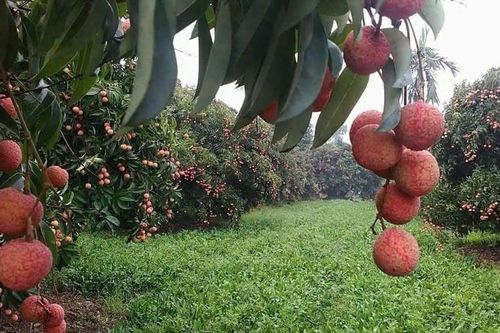 Menas bao tiêu vải thiều Thanh Hà đưa vào siêu thị và các chuyến bay
