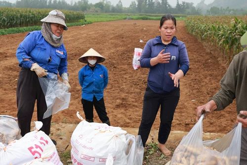 Thương lái tấp nập thu mua khoai đông ở Nghệ An