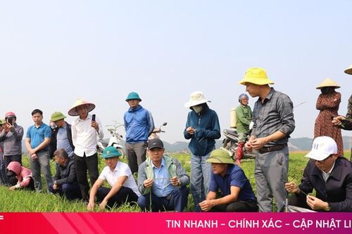 'Mồi lửa' đạo ôn từ giống ngoài cơ cấu, Hương Sơn gấp rút khống chế