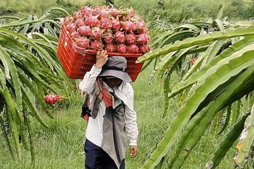 Doanh nghiệp nông, lâm sản nên ứng phó thế nào trước chính sách thuế của Mỹ?