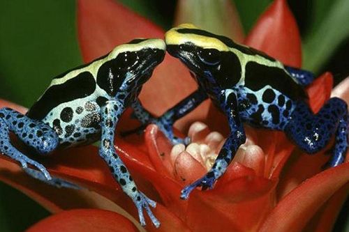 Ếch phi tiêu độc: Từ 'vua độc dược' đến thú cưng hút hồn, tại sao con người lại muốn nuôi chúng?