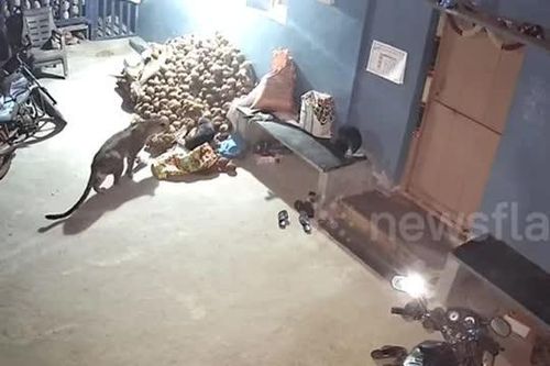 CLIP: Báo hoang đột nhập nhà dân, ra tay chớp nhoáng bắt chó trong tích tắc