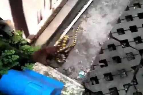 CLIP: Cầy mangut điên cuồng tấn công, con rắn liệu có thể thoát khỏi hàm răng sắc nhọn?