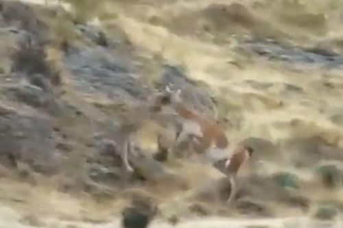 CLIP: Đi săn lạc đà, báo sư tử bị con mồi 'hành' cho thừa sống thiếu chết