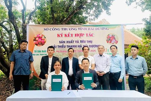 Menas Group ký kết bao tiêu đặc sản vải thiều Thanh Hà
