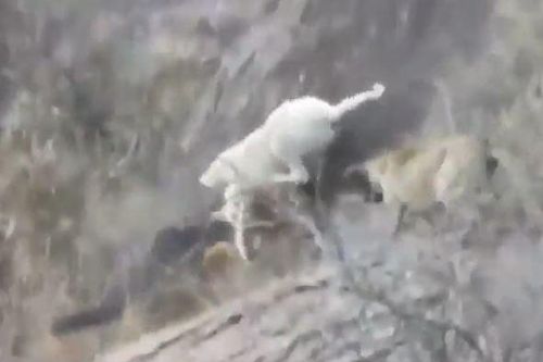 CLIP: Đụng độ đàn chó săn Dogo, báo sư tử nhận cái kết đầy đau đớn