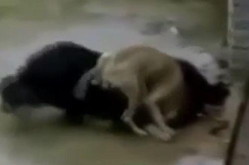 CLIP: Đụng độ ngao Tây Tạng, chó Pitbull nhận cái kết thê thảm