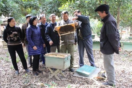 Mật ong Cao Bằng: 'Gieo' thương hiệu, 'gặt' đầu ra bền vững