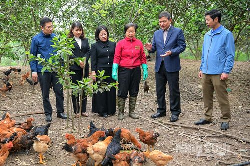 Điểm tựa để nông dân phát triển kinh tế