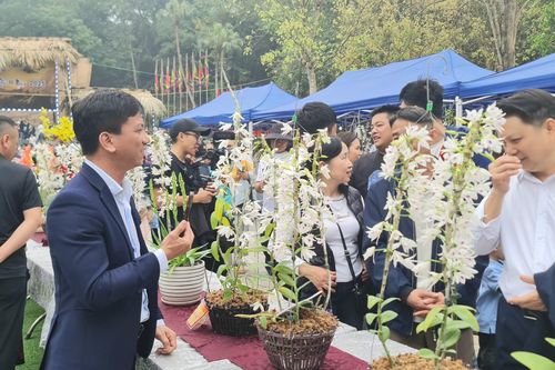 Mở cửa thêm thời gian tham quan Trưng bày hoa lan nghệ thuật lần thứ II