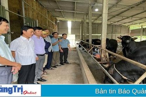 Kết quả khả quan từ mô hình nuôi bò thịt thâm canh