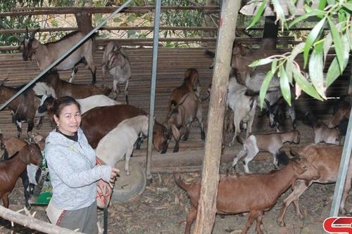 Mô hình chăn nuôi tiêu biểu
